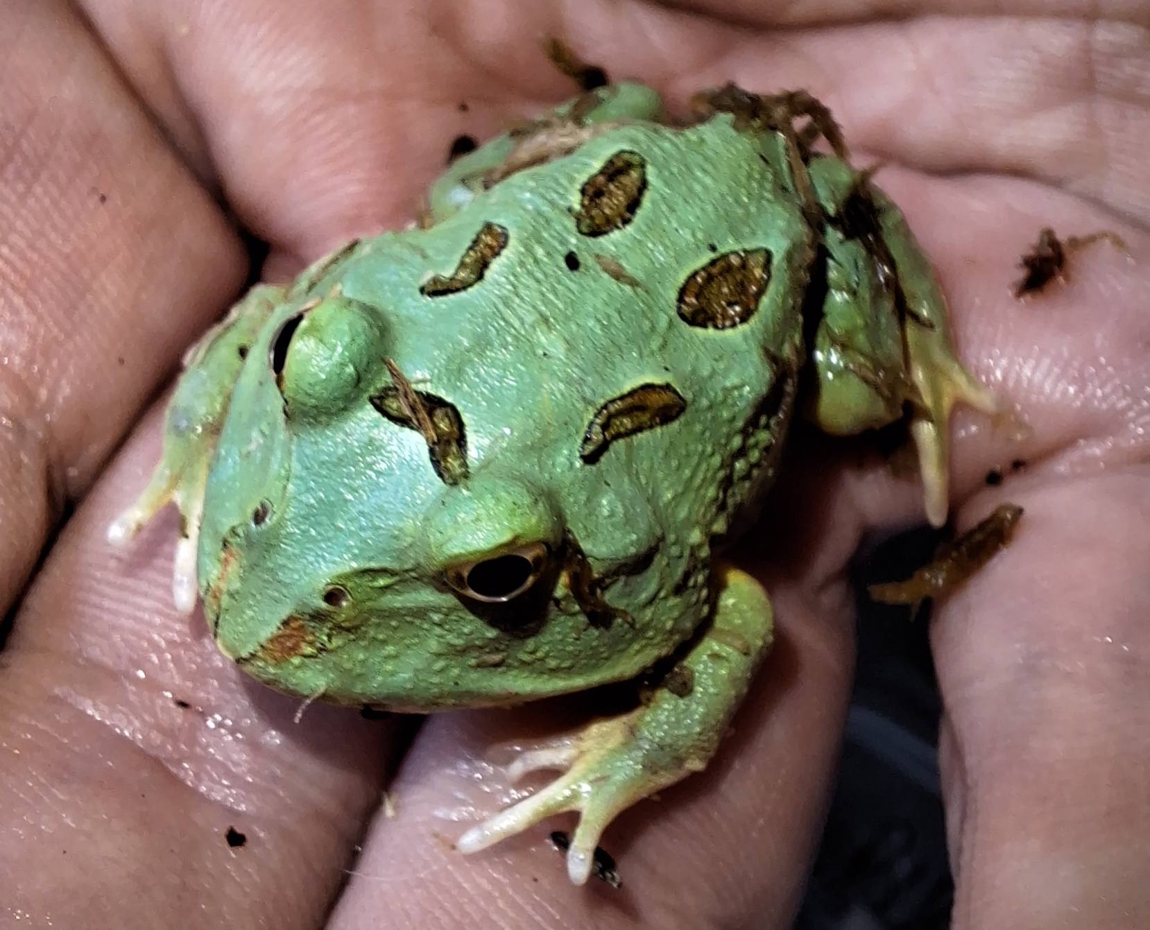 Samurai (green) pacman